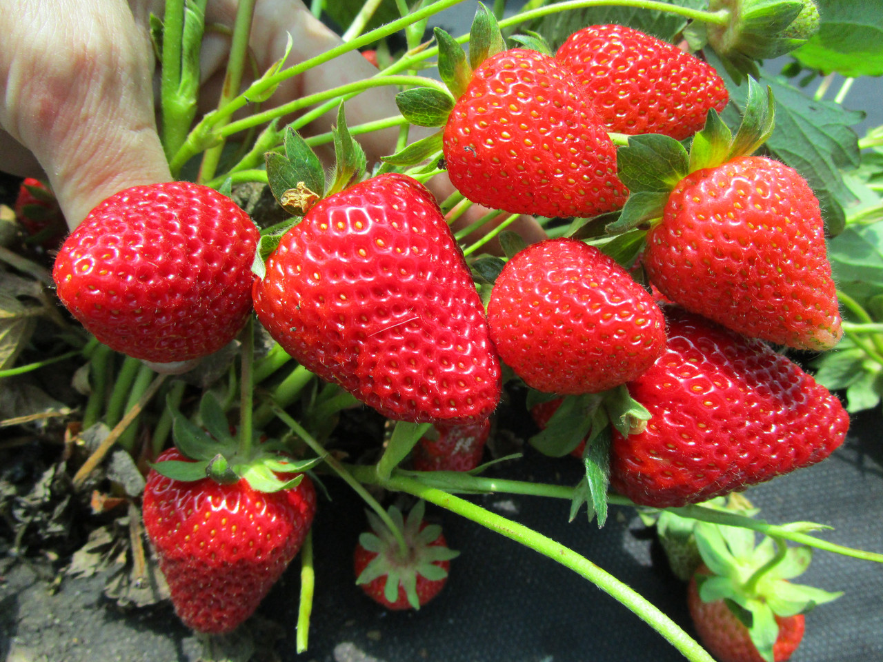 Cадовая земляника в продаже Cадовая земляника в продаже