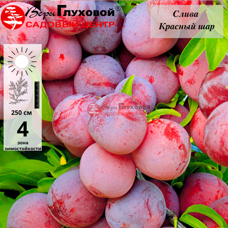Слива Красный шар (ранний сорт)