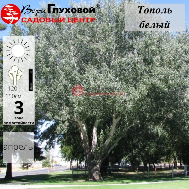 Основное изображение товара