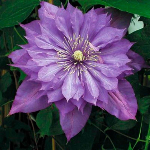 Основное изображение товара