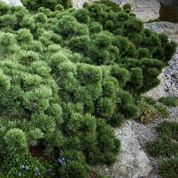 Основное изображение товара