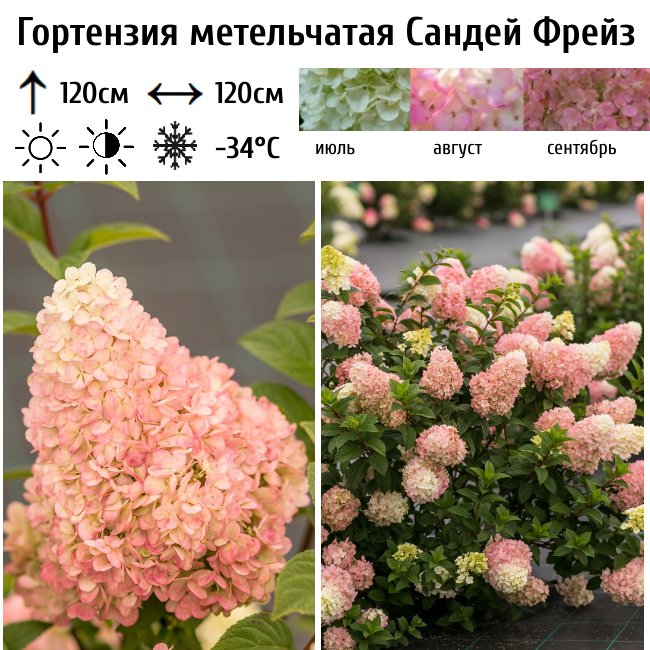 Гортензия метельчатая Сандей Фрейз