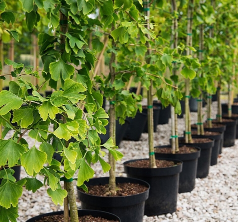 Вера Глухова в выпуске "Дачных советов" от 13 мая Вера Глухова в выпуске "Дачных советов" от 13 мая