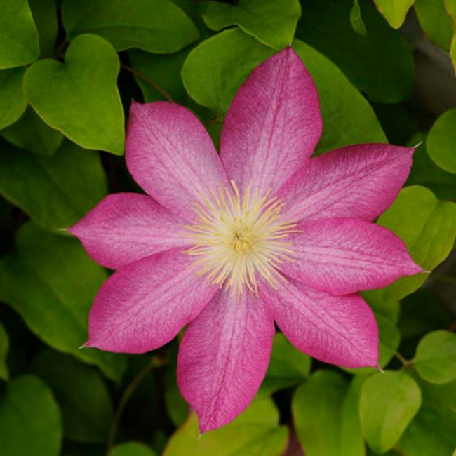 Основное изображение товара