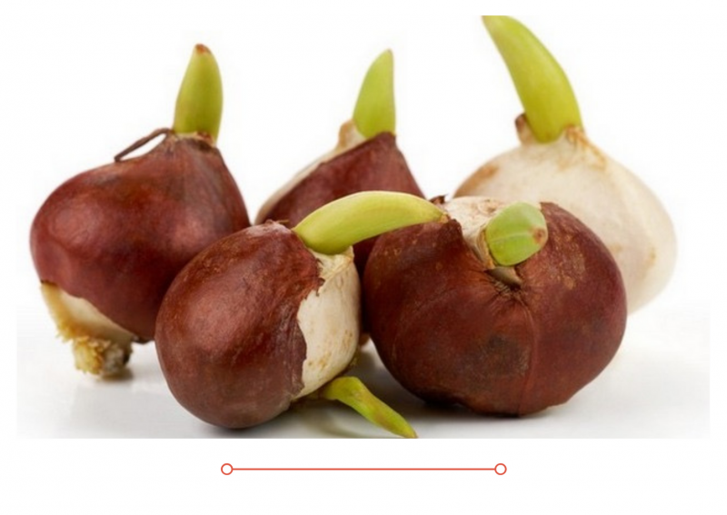 Пришла первая партия луковиц тюльпанов