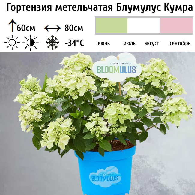 Основное изображение товара