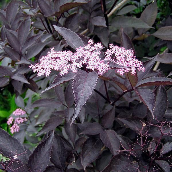 Бузина черная Лейсд Ап