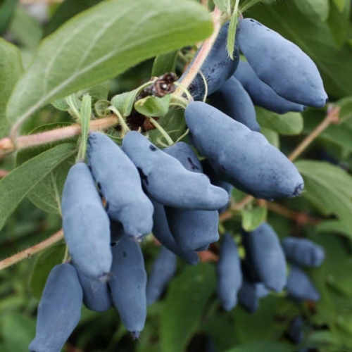 Основное изображение товара