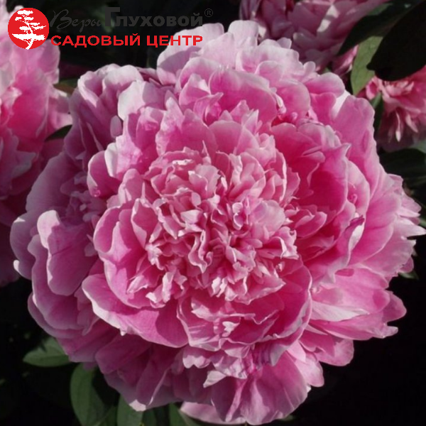 Основное изображение товара