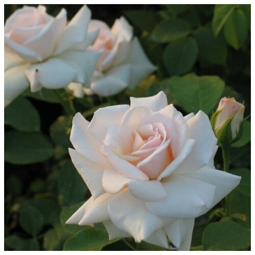 Основное изображение товара