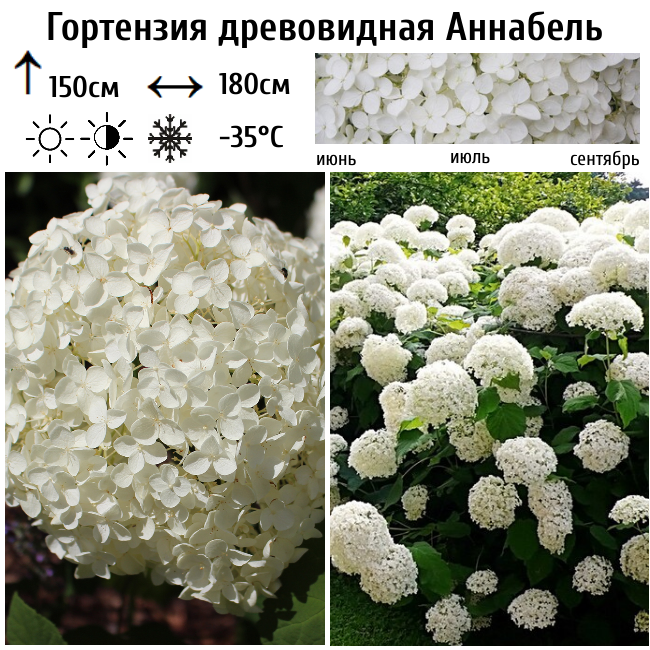 Гортензия древовидная Аннабель