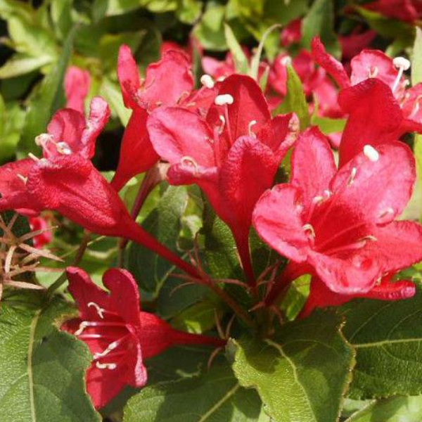 Основное изображение товара