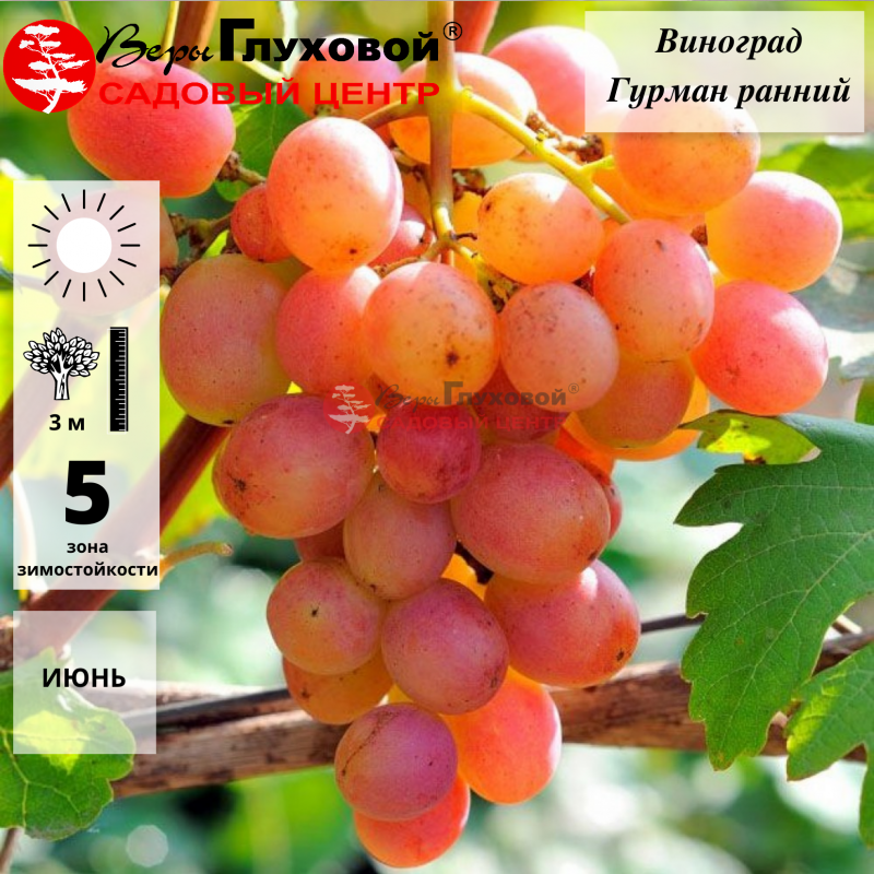 Основное изображение товара