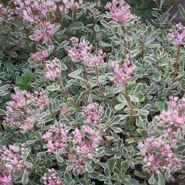 Основное изображение товара