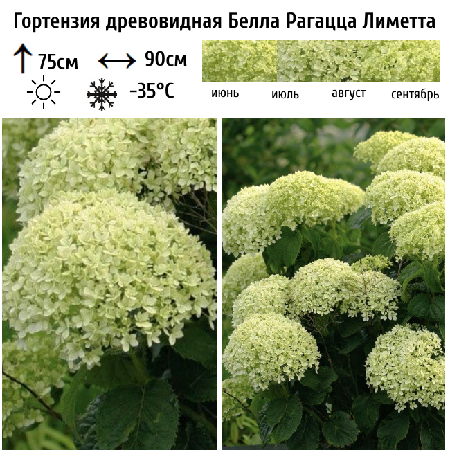 Основное изображение товара