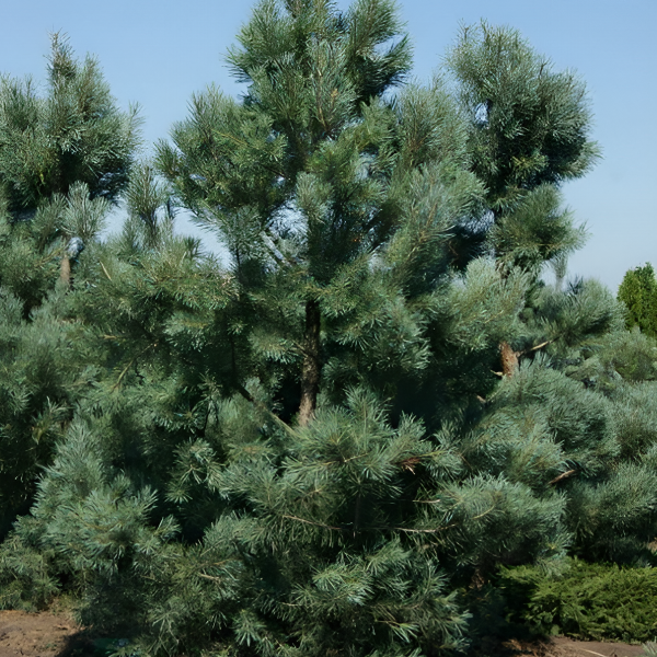 Сосна мелкоцветковая "Глаука" - Pinus parviflora "Glauca"