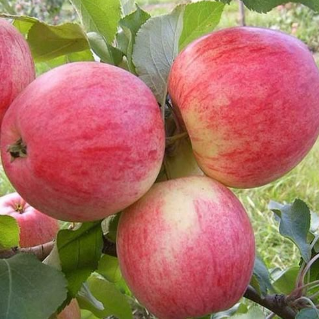 Основное изображение товара