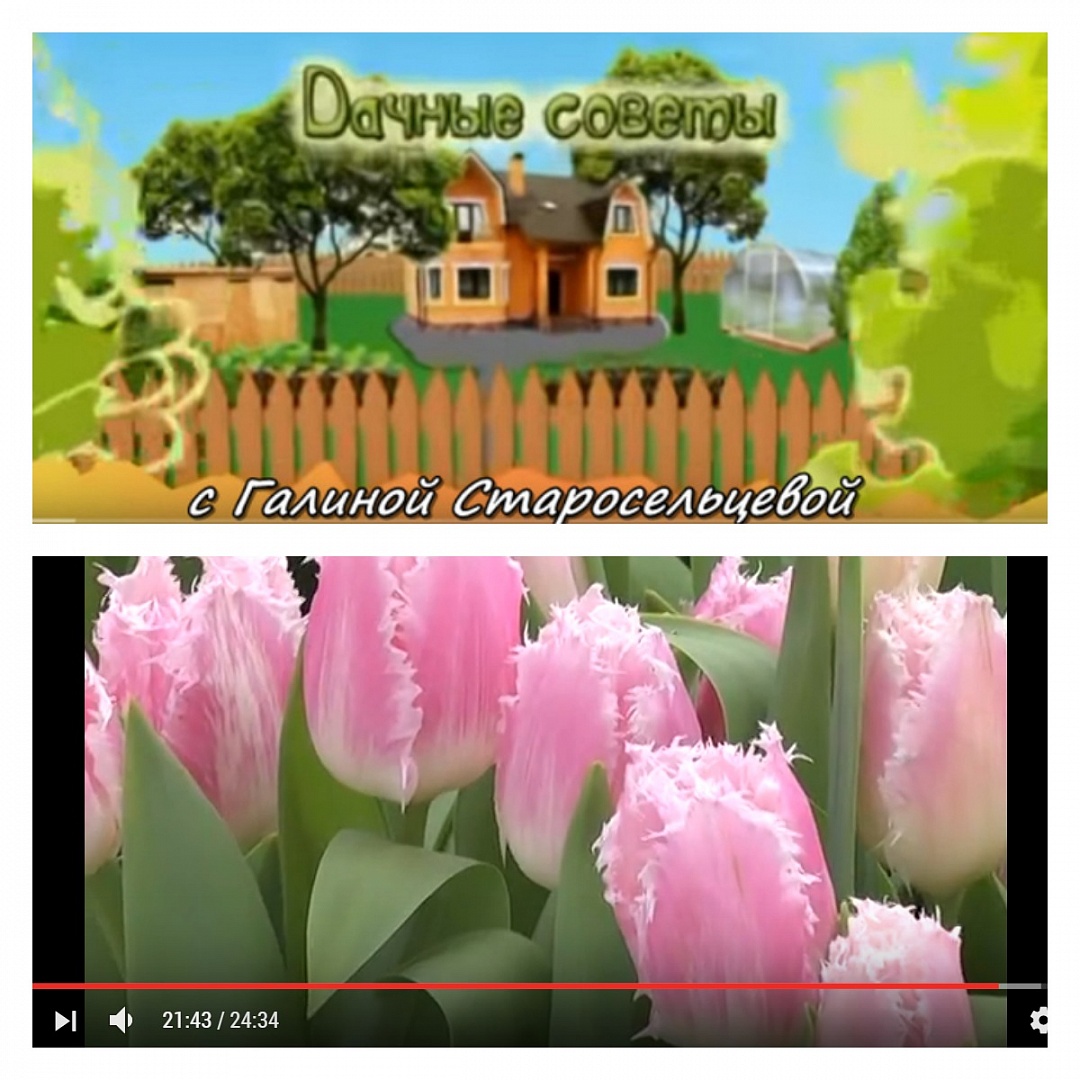 14 февраля новый выпуск Дачных советов 14 февраля новый выпуск Дачных советов