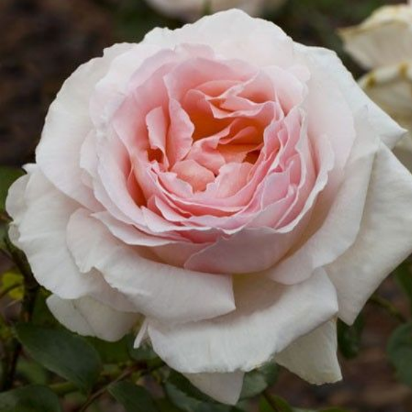 Основное изображение товара