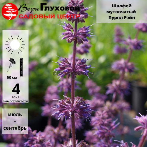 Основное изображение товара