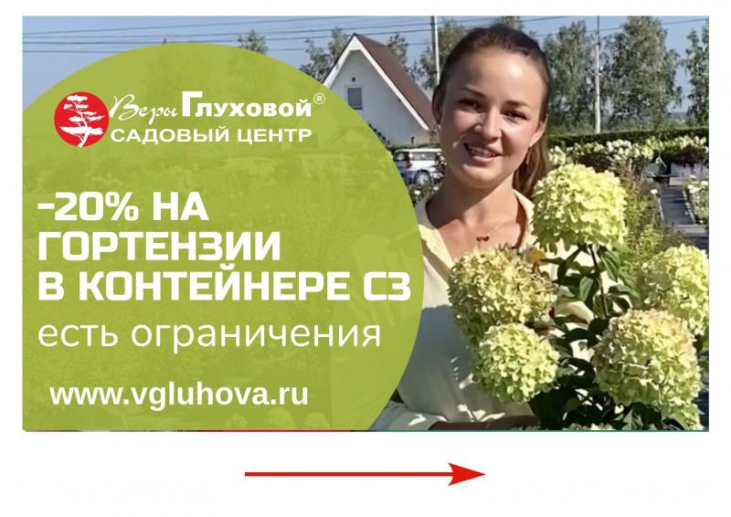 АКЦИЯ: с 25 - 31 августа «Цветущая гортензия для моего учителя»