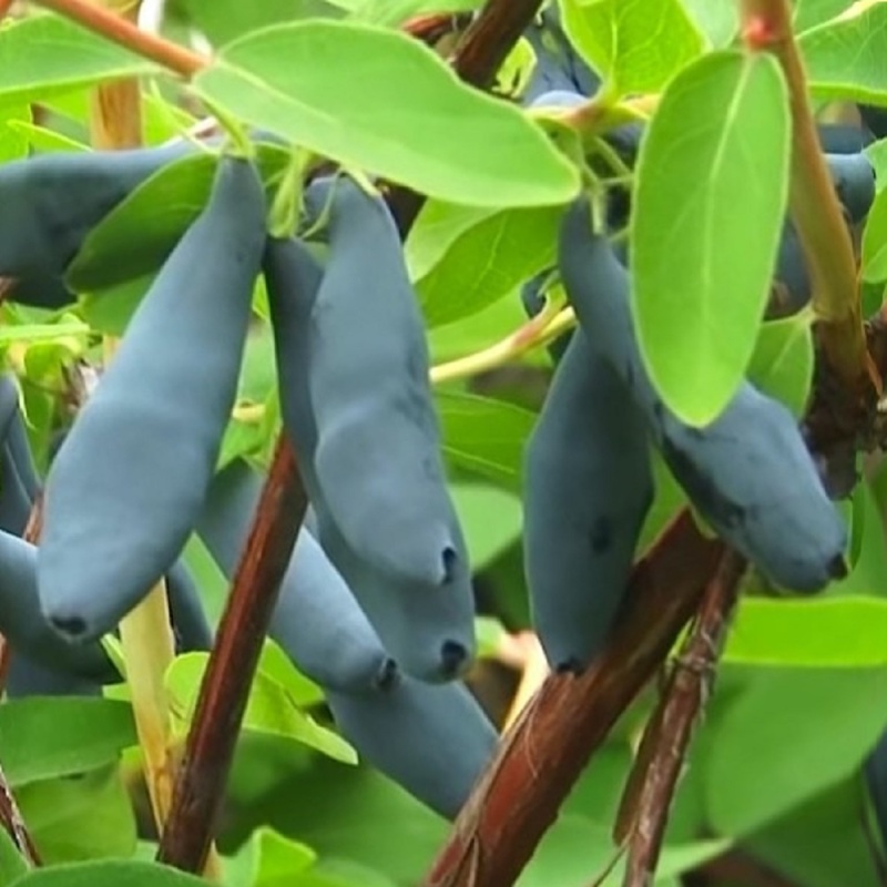 Жимолость Голубое веретено