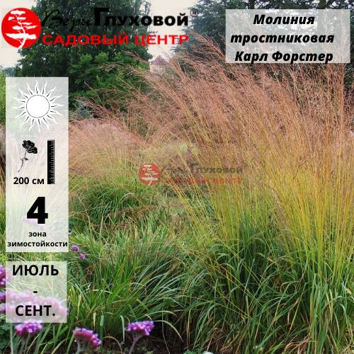 Основное изображение товара