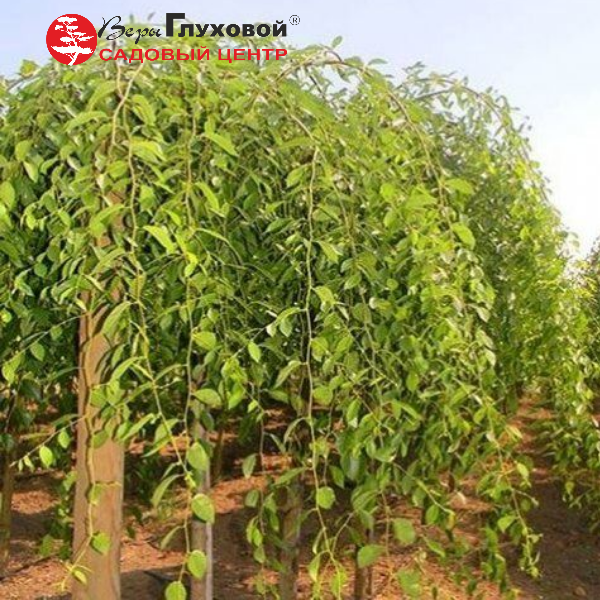 Основное изображение товара