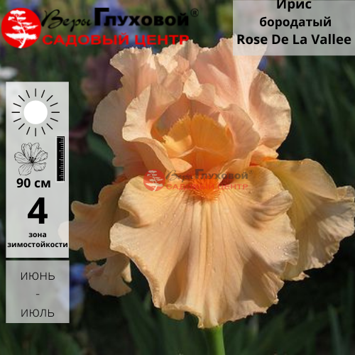 Основное изображение товара