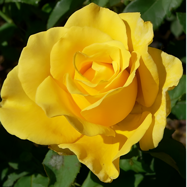 Основное изображение товара