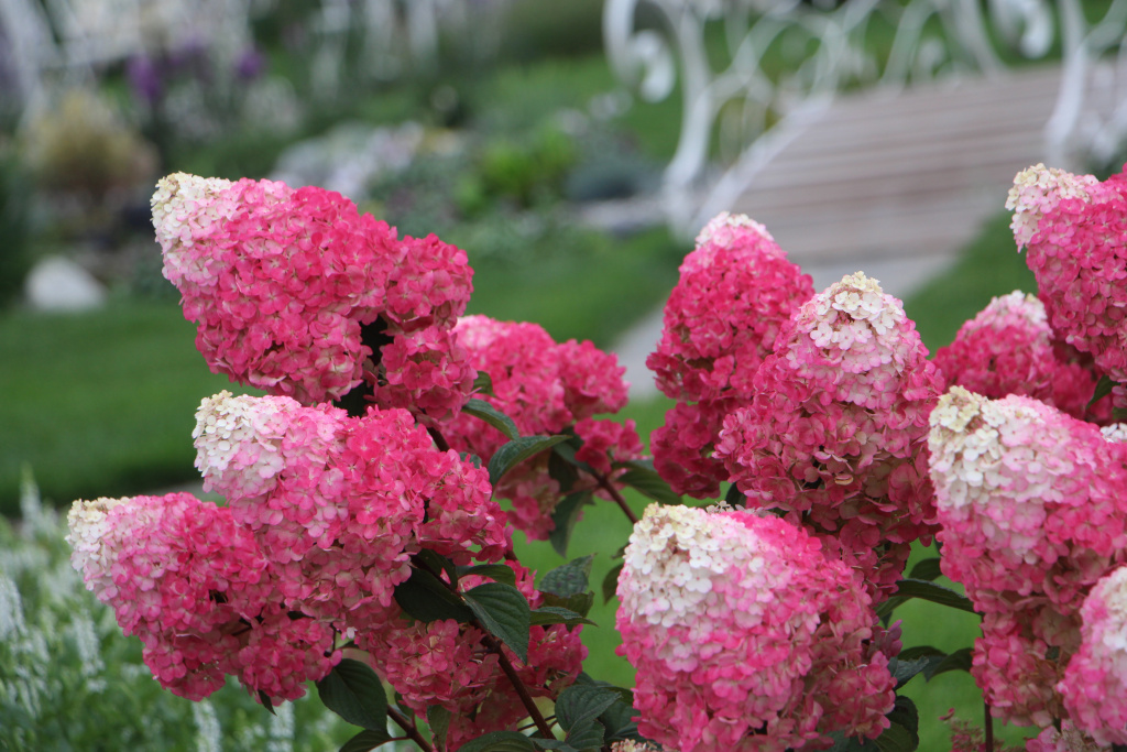 Самарская Лидия