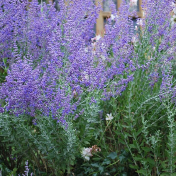 Основное изображение товара