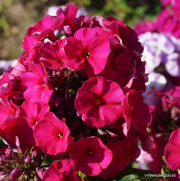 Основное изображение товара