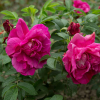 Роза Ругоза (Rosa rugosa) Purple Roadrunner С3 НАп/25