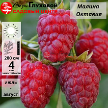 Основное изображение товара