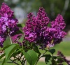 Сирень обыкновенная "День Победы" на фото