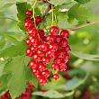 Смородина красная 