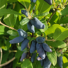 Основное изображение товара