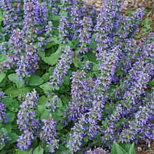 Основное изображение товара