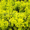 Барбарис Тунберга (Berberis thunbergii) Голден Горизонт С3 СП/25