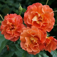 Основное изображение товара