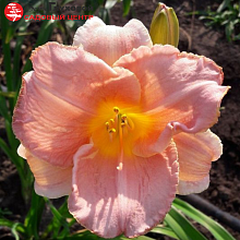 Основное изображение товара