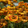 Гелениум (Helenium) Фуего С2 ГлХ/26