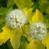 Пузыреплодник калинолистный (Physocarpus opulifolius) Лютеус    С3 СП/25