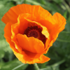 Мак восточный (Papaver orientale) Оранж Глоу С2 ГлХ/26