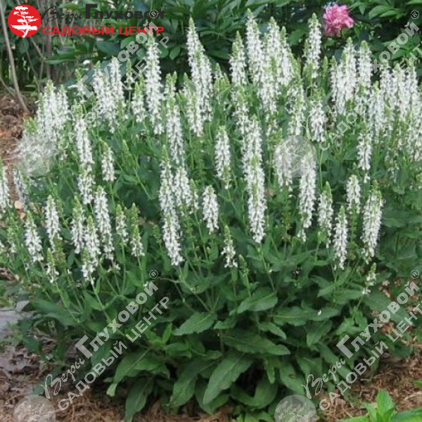 Шалфей дубравный "Шнеехугель" на фото