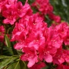 Рододендрон (Rhododendron) крупноцветковый 'Nova Zembla' 60-80 С35 ПЧ/26