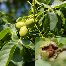 Основное изображение товара