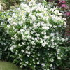 Чубушник (Philadelphus) Белль Этуаль С3 СП/25