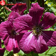 Основное изображение товара